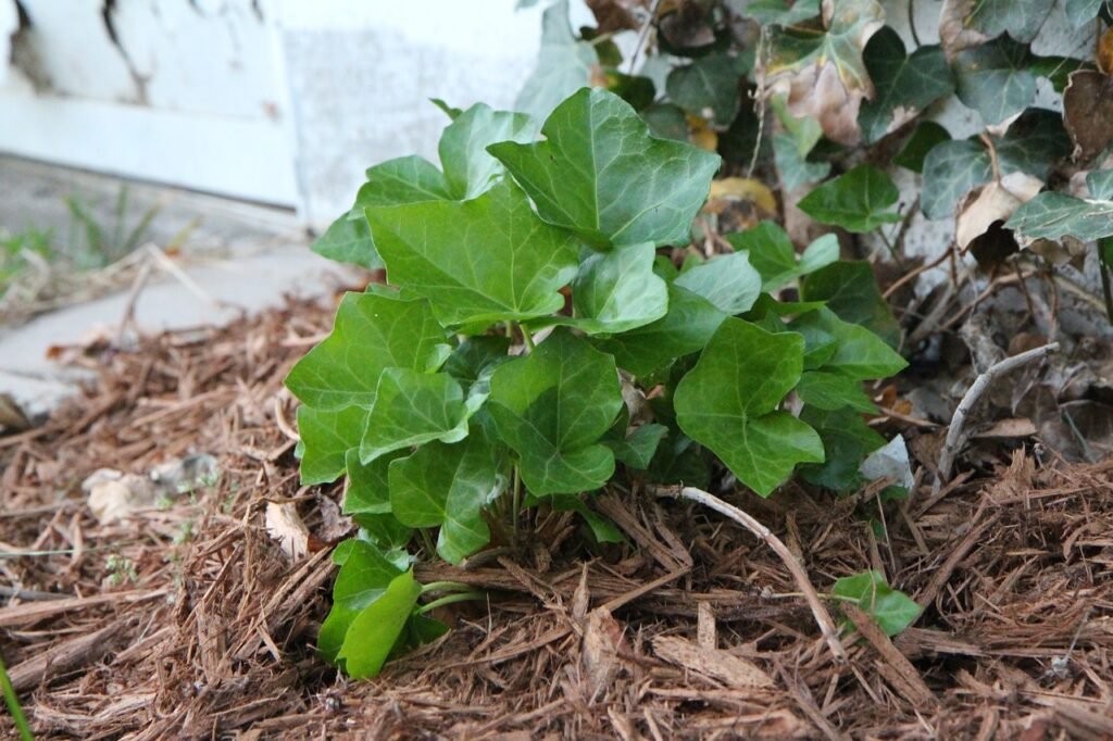 Mulching